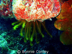 Golden Crinoid seen at Mexico May 2008.  Photo taken with... by Bonnie Conley 